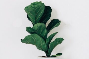 green-leafed plant in white pot